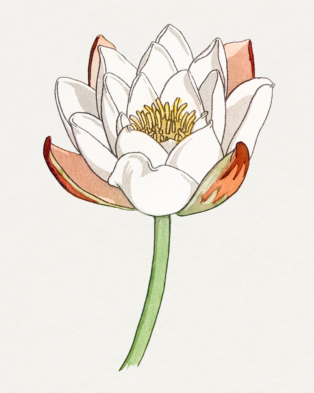 Vintage water lily flower design element