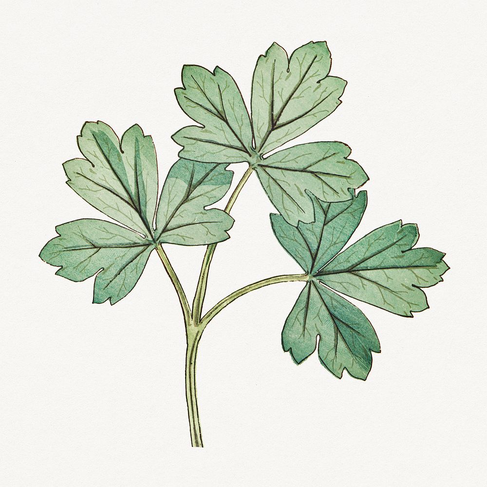 Vintage columbine leaf design element