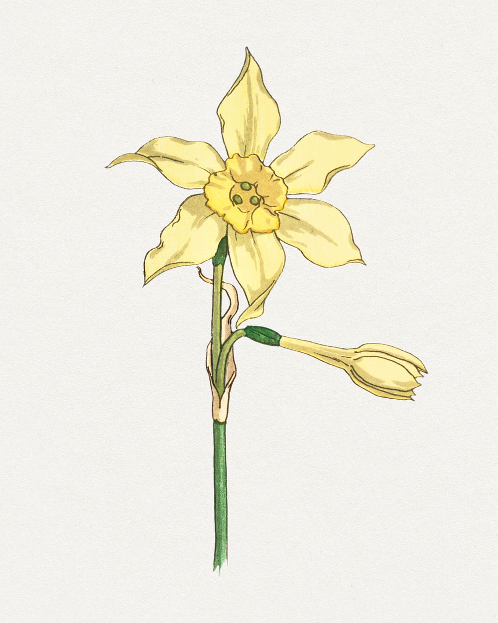 Vintage jonquil flower design element | Premium PSD - rawpixel