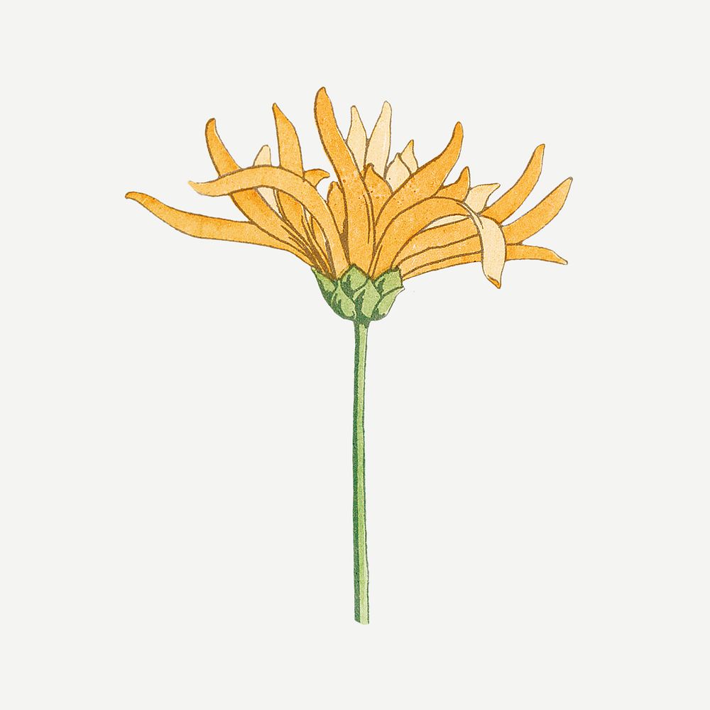Vintage chrysanthemum flower design element
