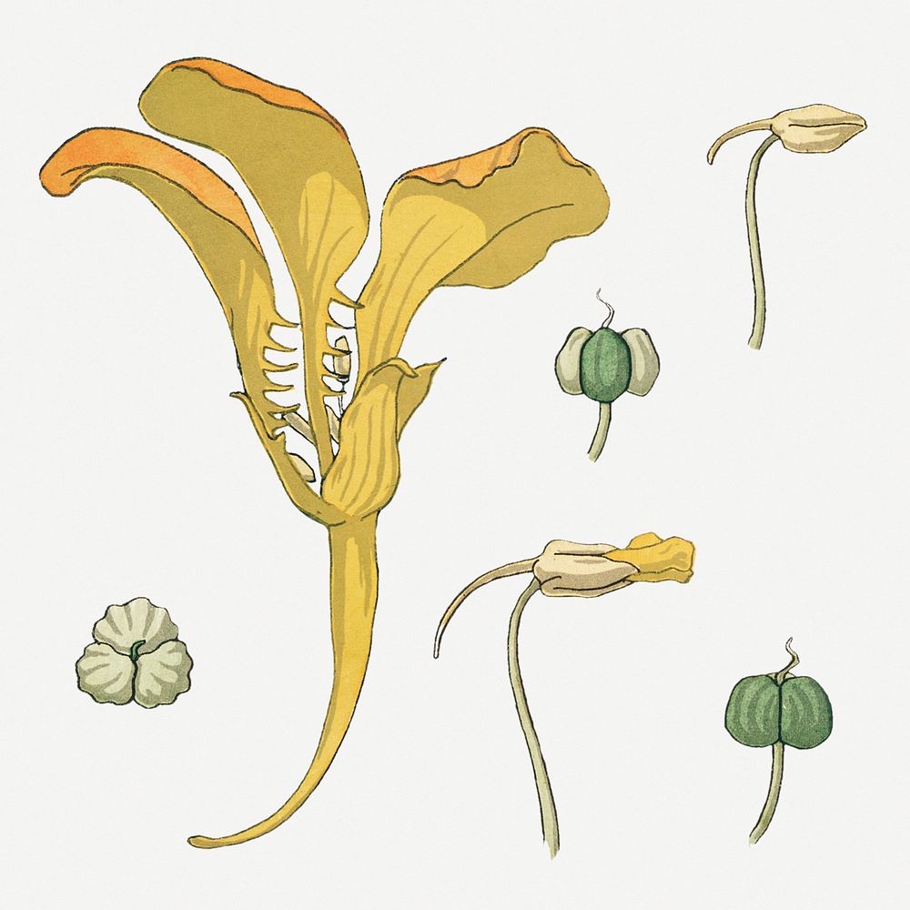 Vintage nasturtium flower parts illustration design element set
