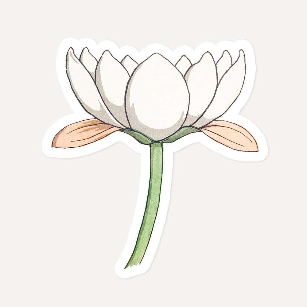 Vintage water lily flower sticker with white border design element