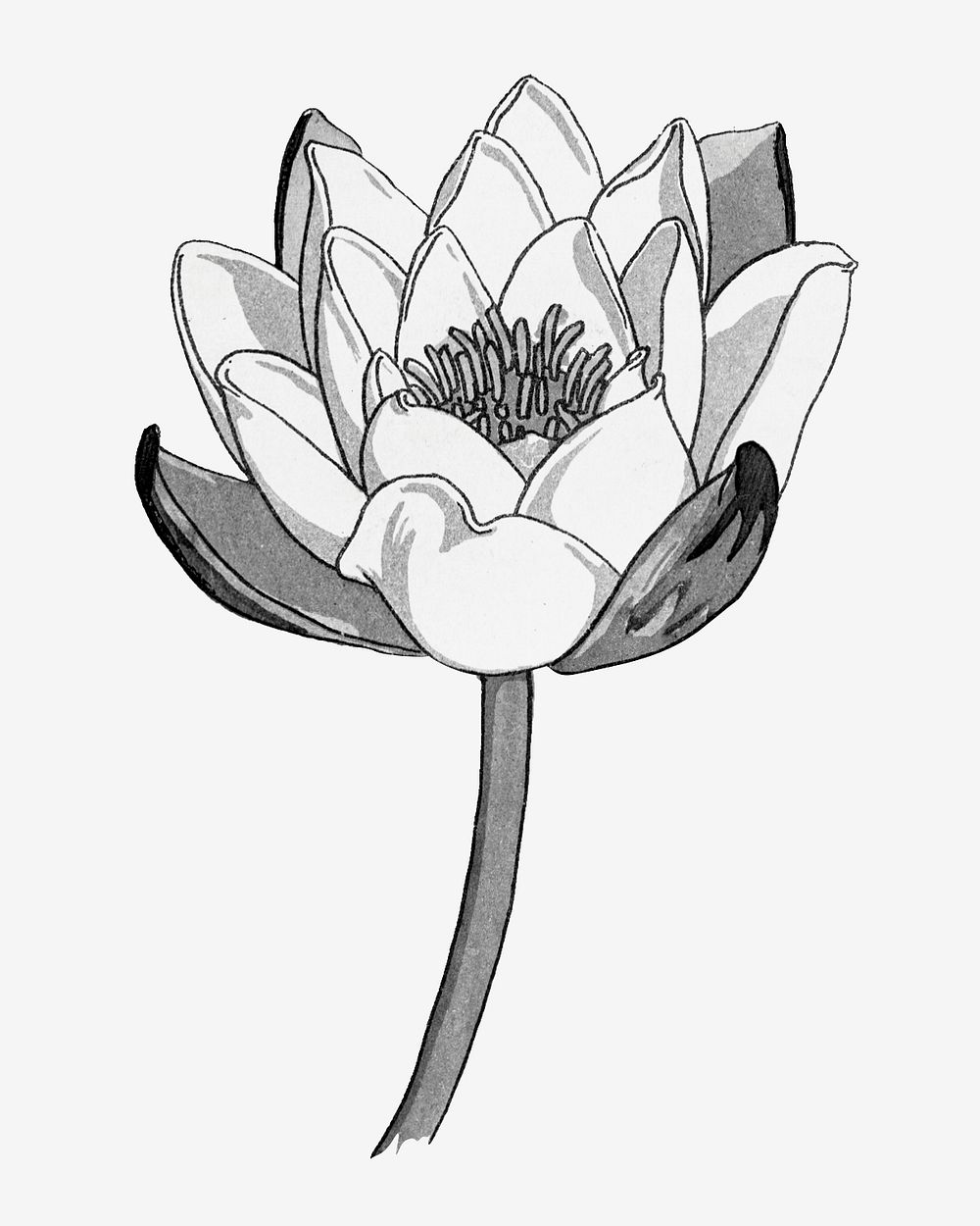 Black and white line drawing water lily flower design element