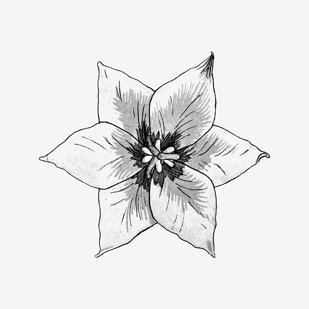 Black and white crown imperial flower design element