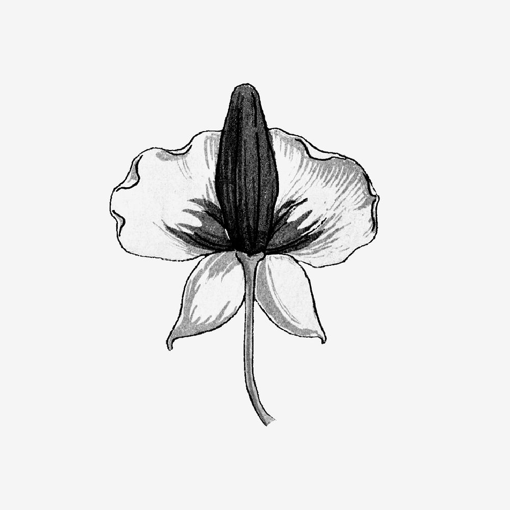 Black and white monkshood flower design element