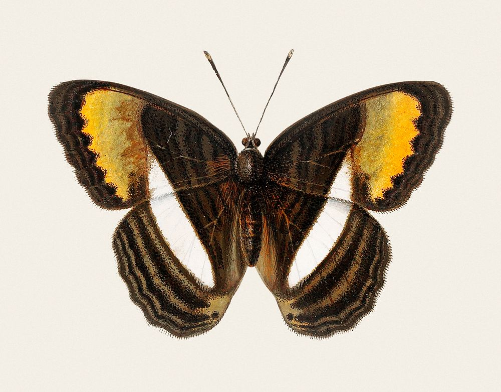 Vintage illustration of a Butterfly