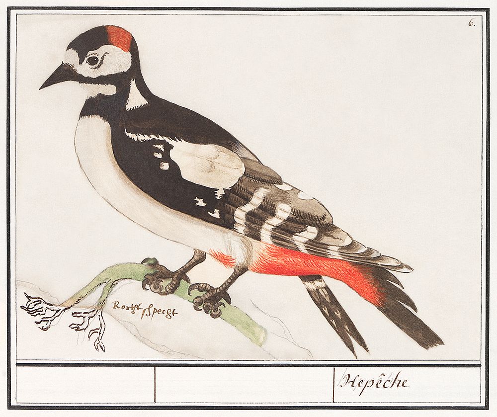 The great spotted woodpecker, Dendrocopos major (1596&ndash;1610) by Anselmus Bo&euml;tius de Boodt. Original from the…