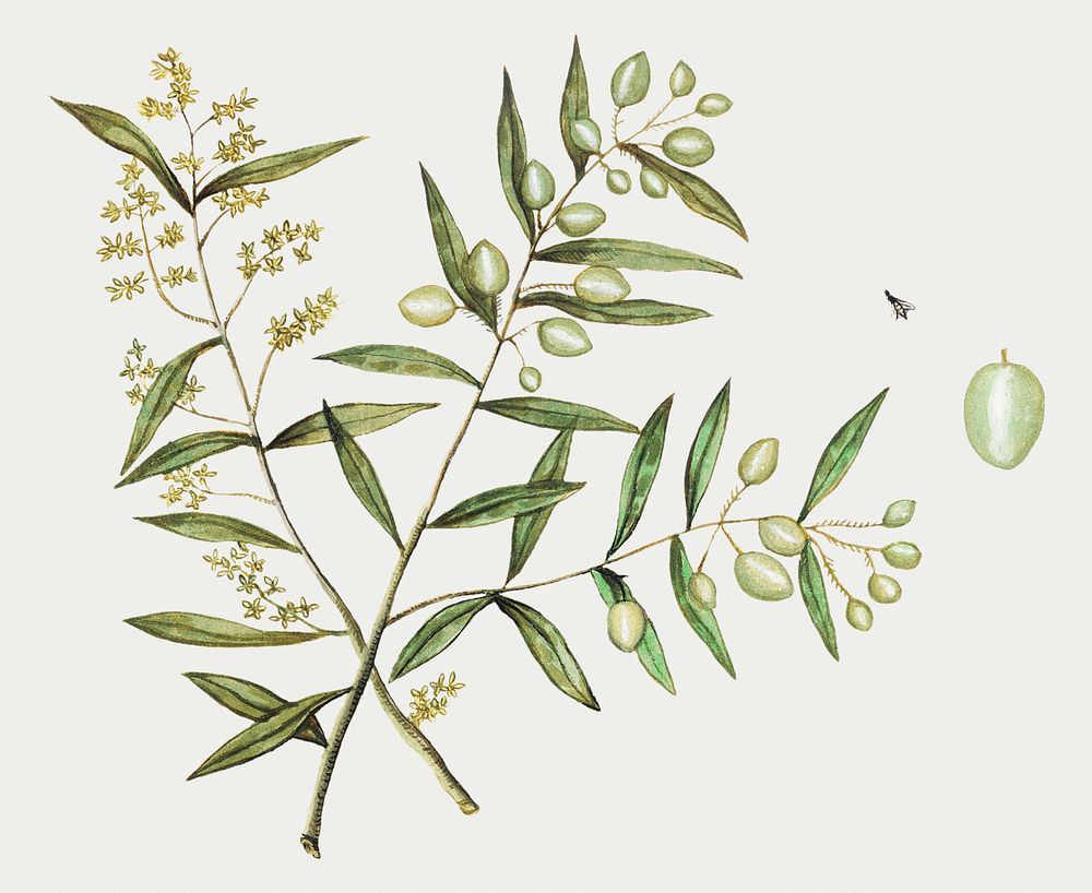 Vintage olive branch illustration