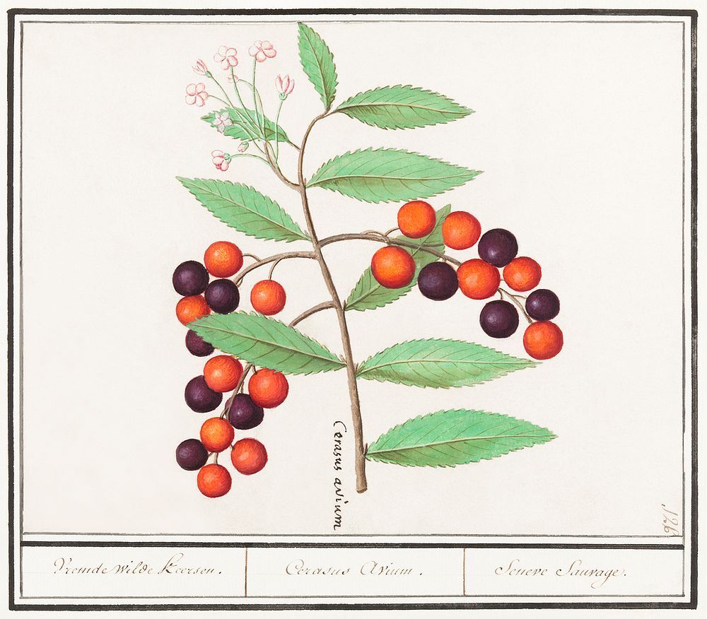 American bird cherry, Prunus serotina (1596&ndash;1610) by Anselmus Bo&euml;tius de Boodt. Original from the Rijksmuseum.…
