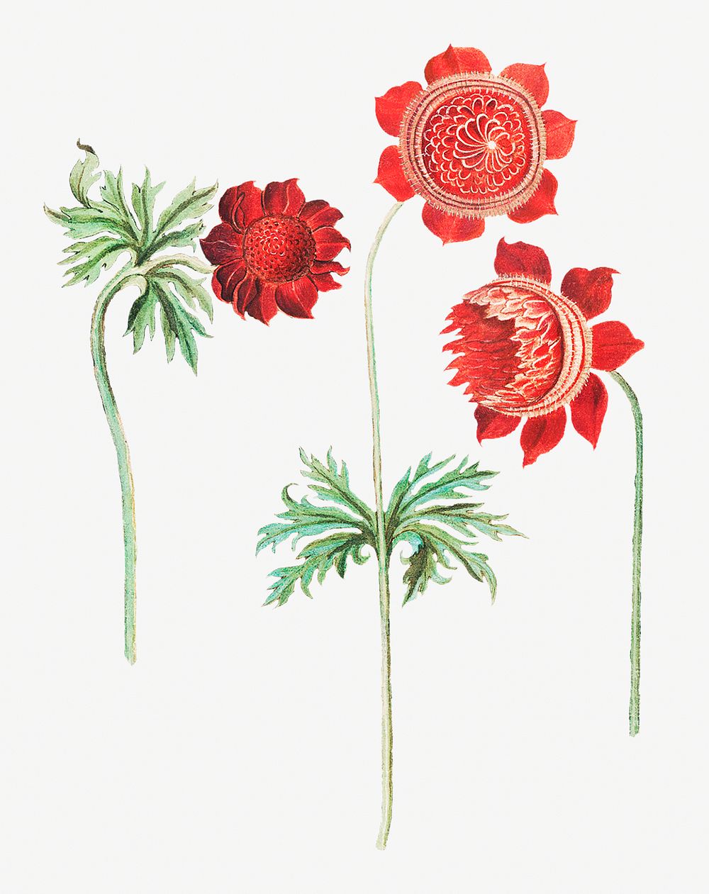 Vintage peony and anemone flower illustration