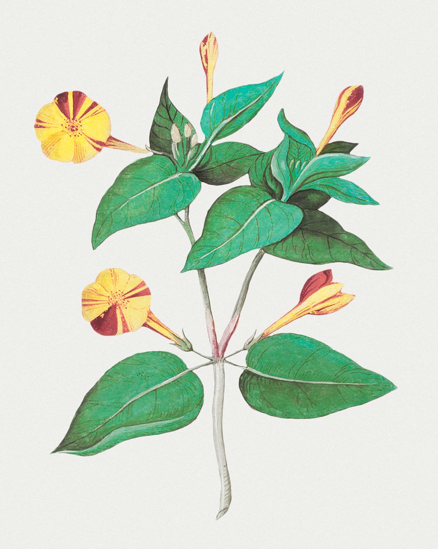 Vintage marvel of Peru flower illustration