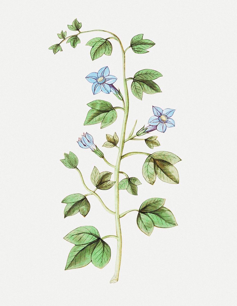 Vintage bell flower illustration