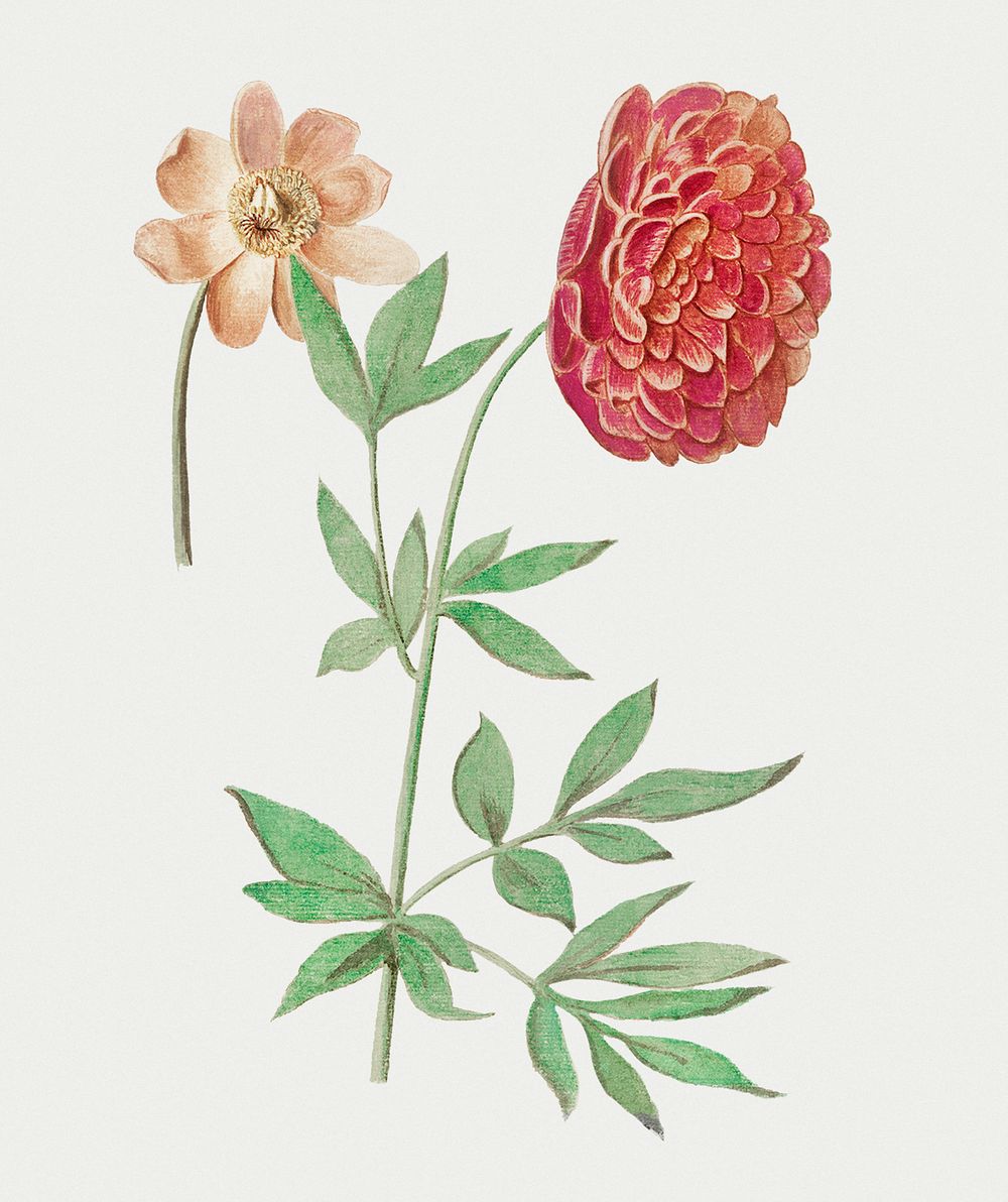 Vintage peony flower illustration