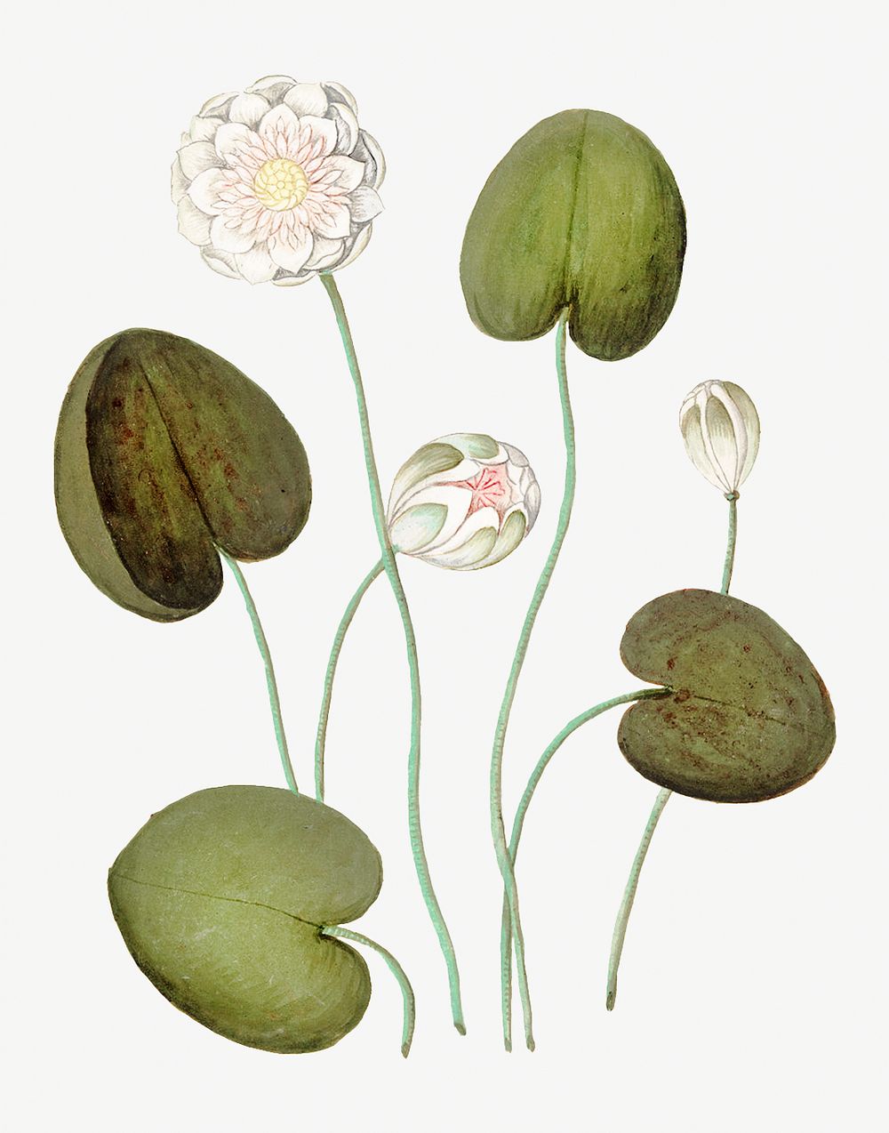 Vintage water lily flower illustration