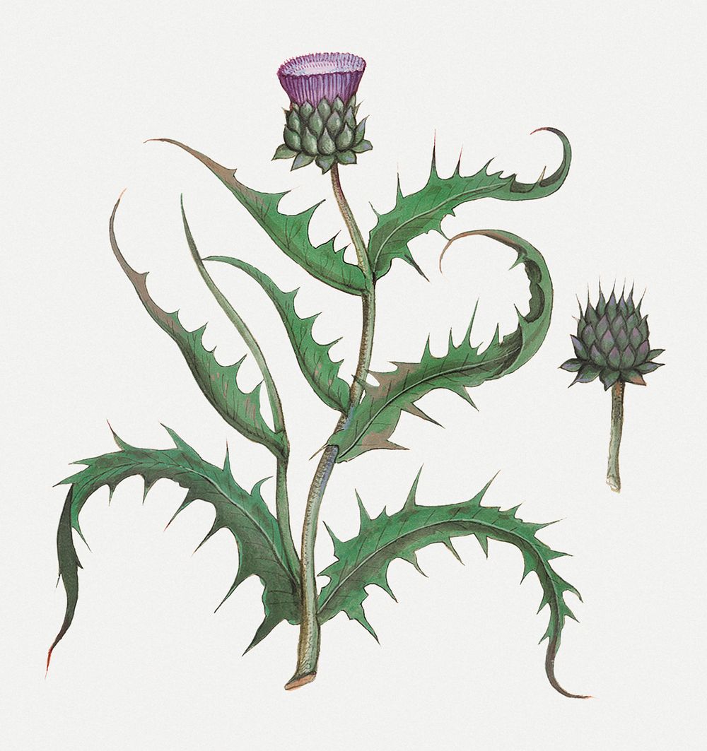 Vintage artichoke flower illustration