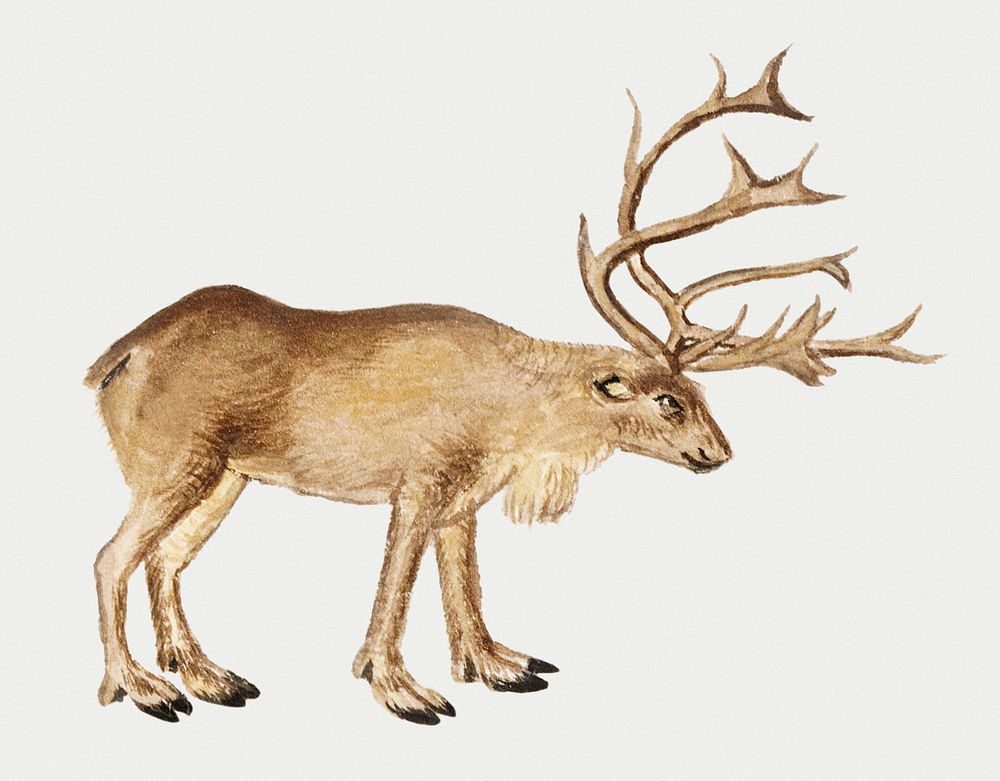 Vintage reindeer illustration