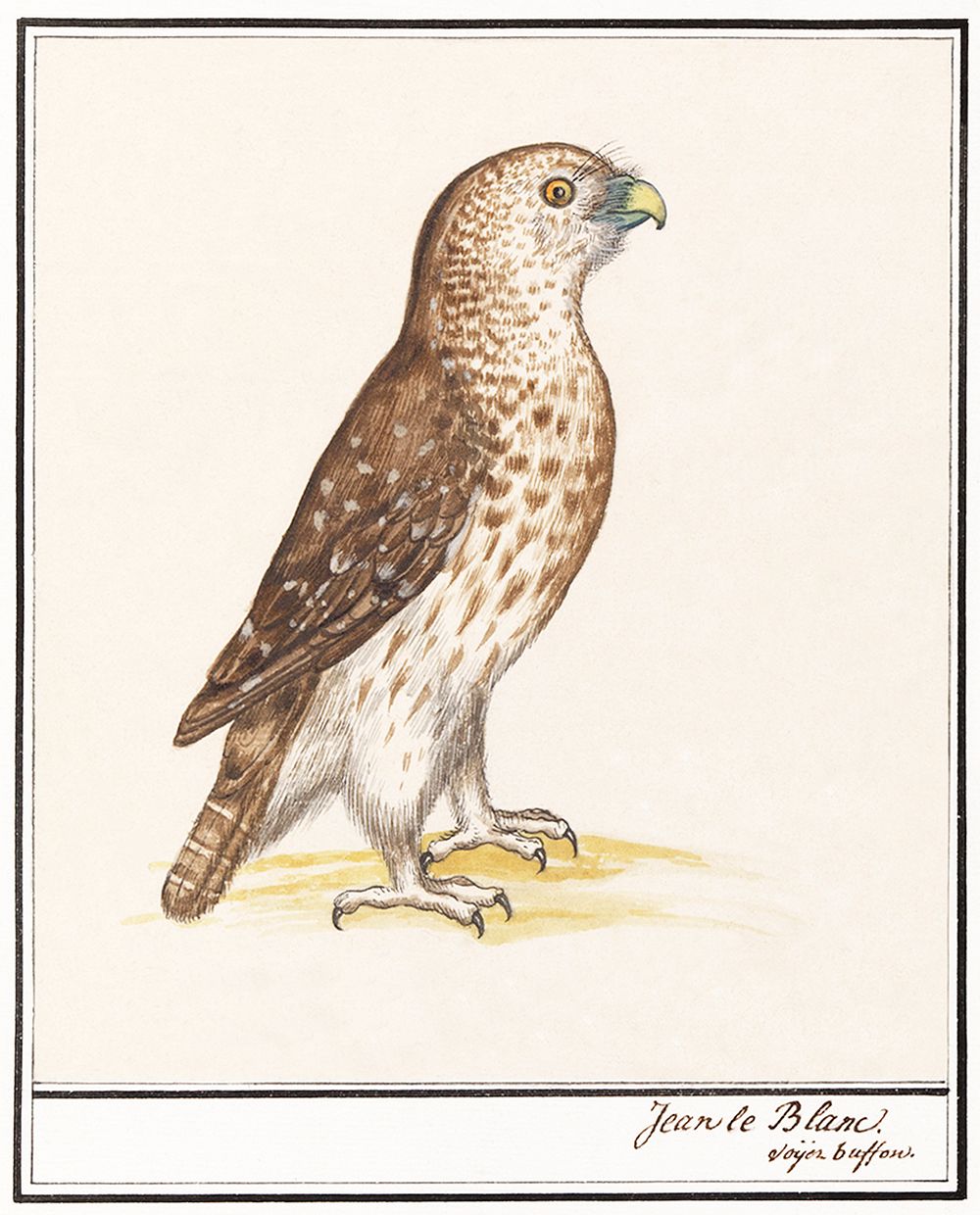 Short-toed Eagle, Circaetus gallicus (1596&ndash;1610) by Anselmus Bo&euml;tius de Boodt. Original from the Rijksmuseum.…