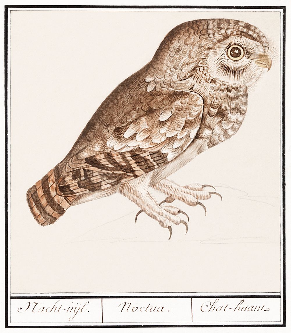 Little owl (1596&ndash;1610) by Anselmus Bo&euml;tius de Boodt. Original from the Rijksmuseum. Digitally enhanced by…