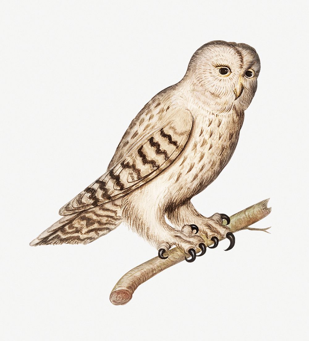 Vintage tawny owl illustration