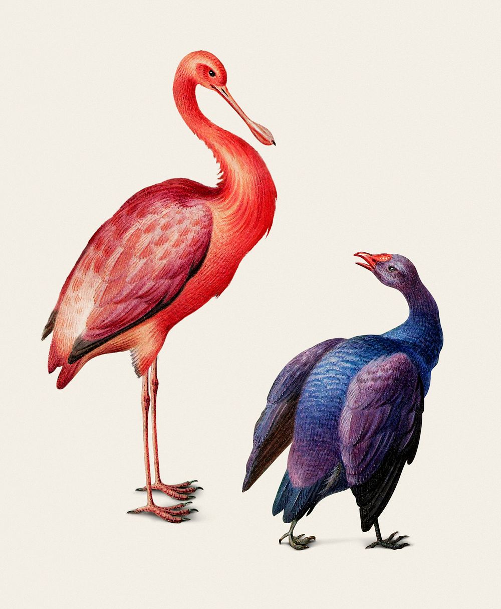 Vintage illustration of a roseate spoonbill and a swamphen