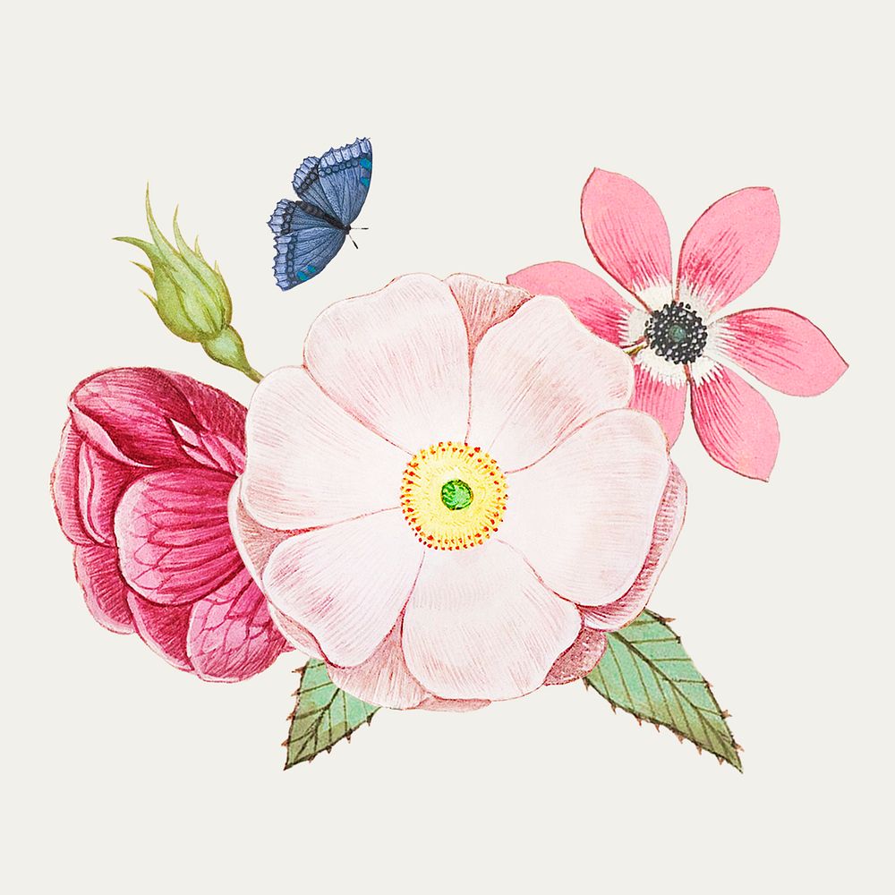 Vintage wild rose flower illustration
