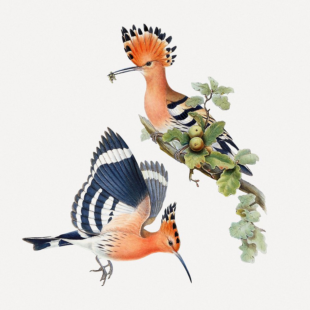 Hoopoes bird psd animal art print, remixed from artworks by John Gould, Henry Constantine Richter and Charles Joseph…