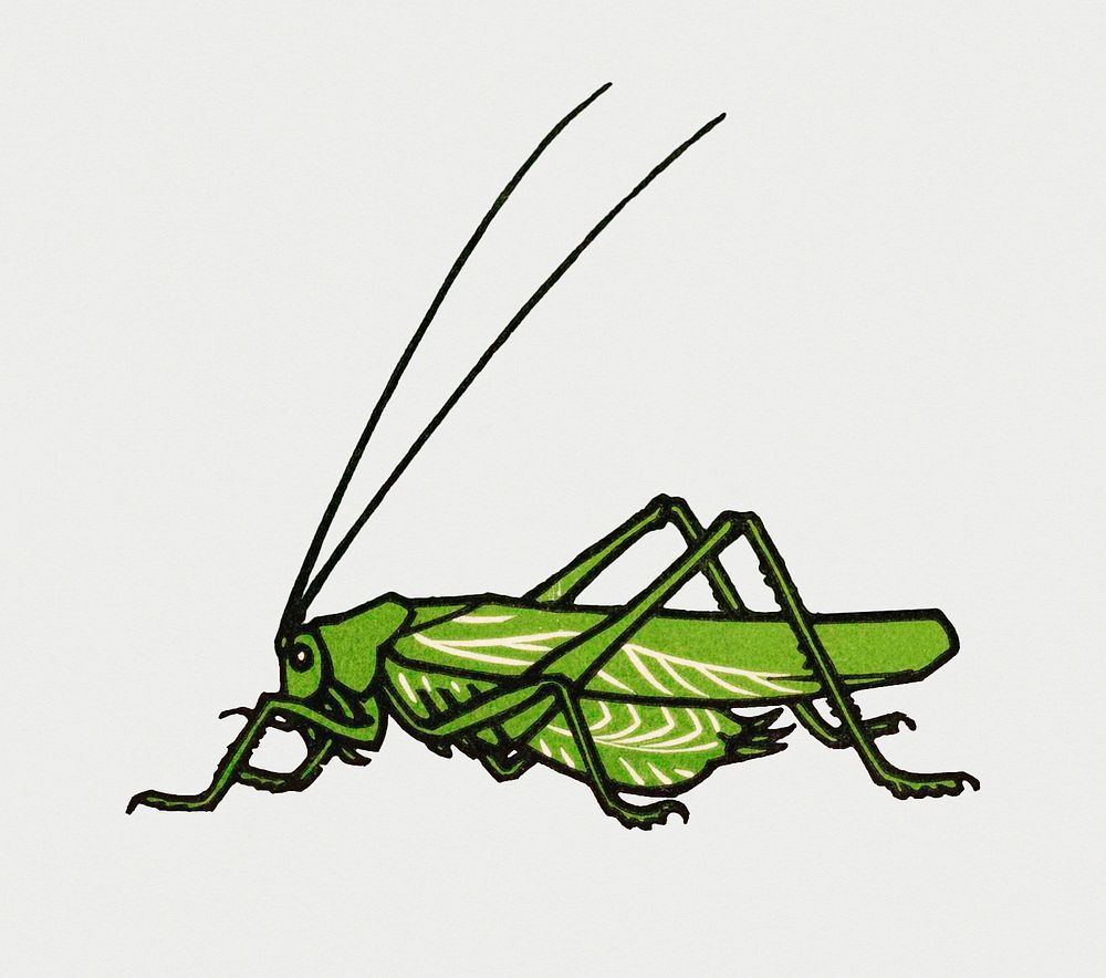 Vintage Illustration of Grasshopper.