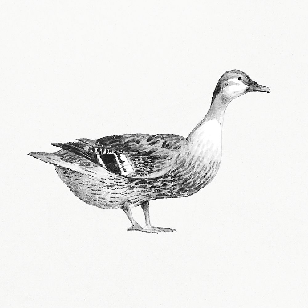 Hand drawn black and white duck design element