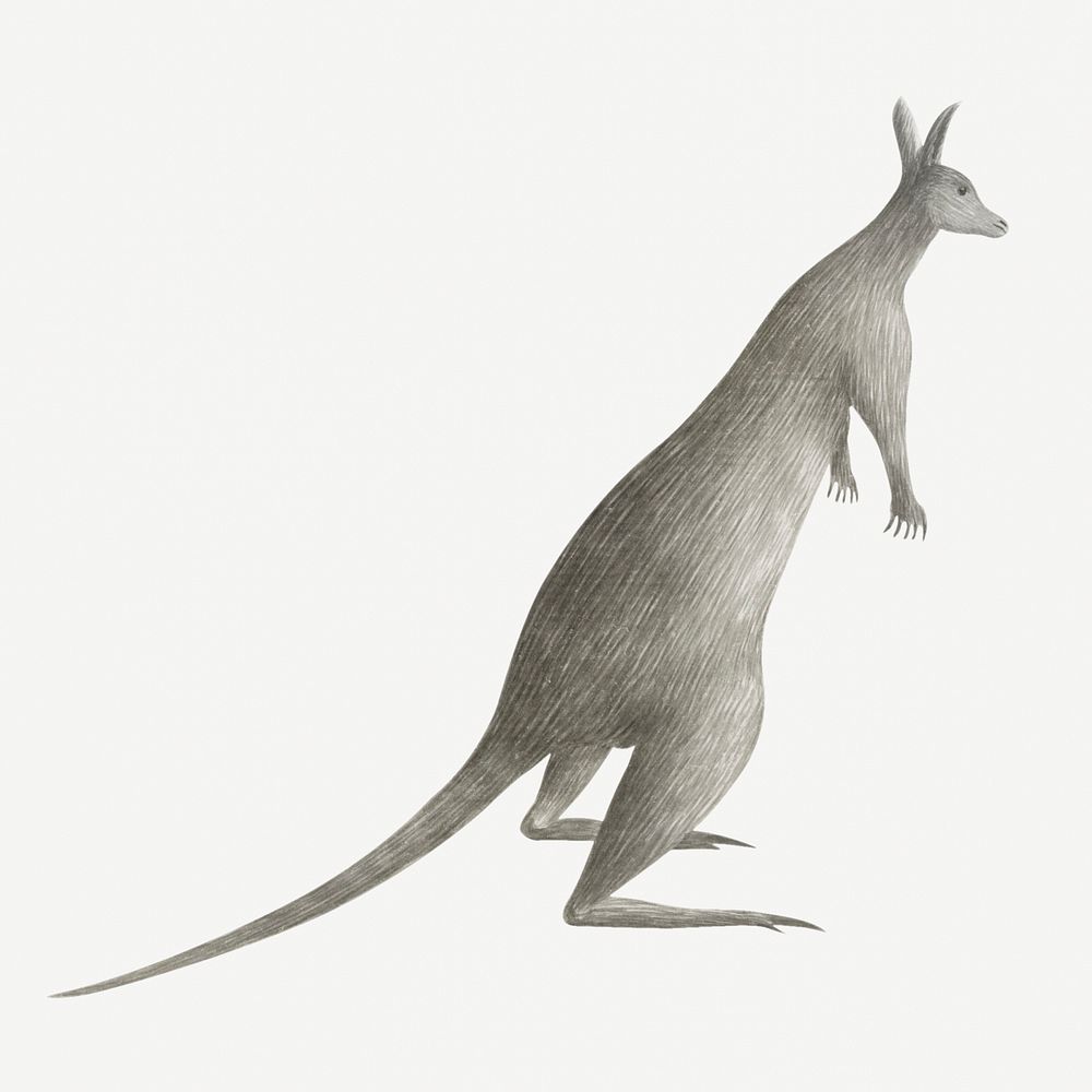 Gray kangaroo vintage illustration