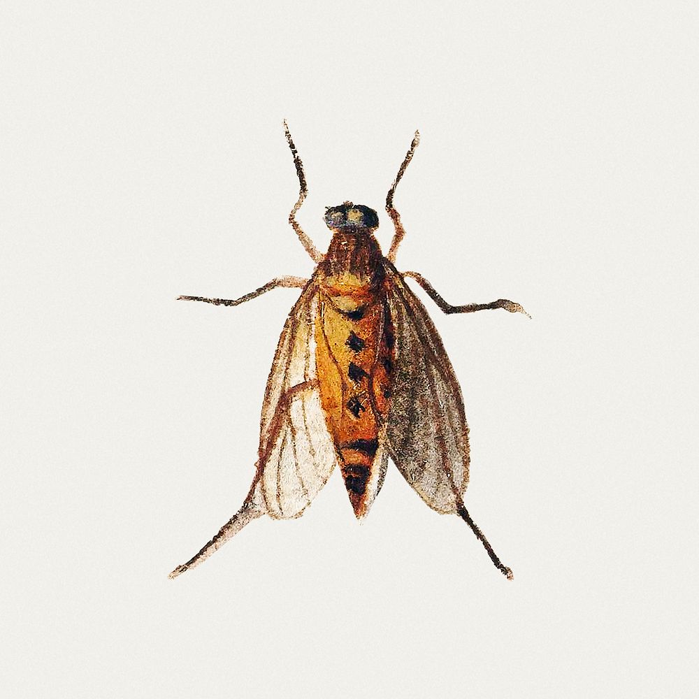 Vintage Cicada illustration template