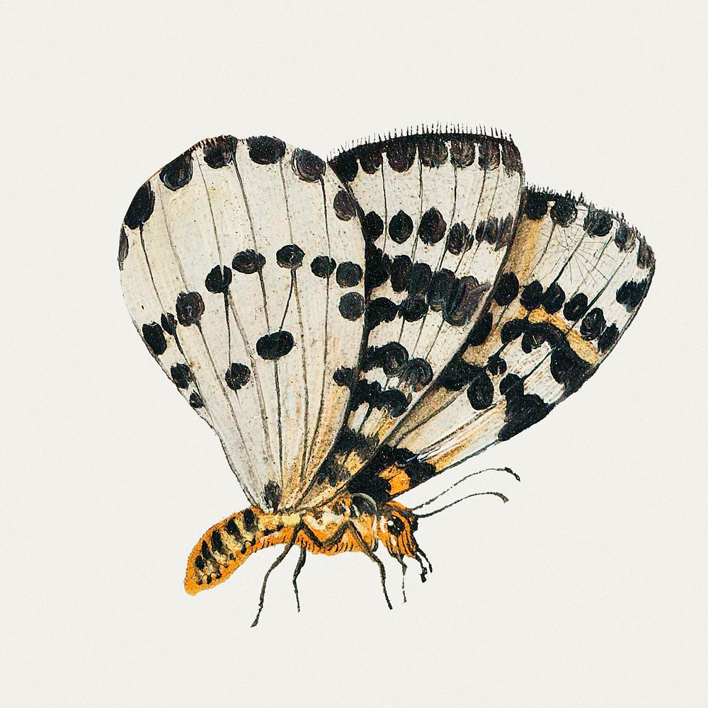 Vintage butterfly illustration set template