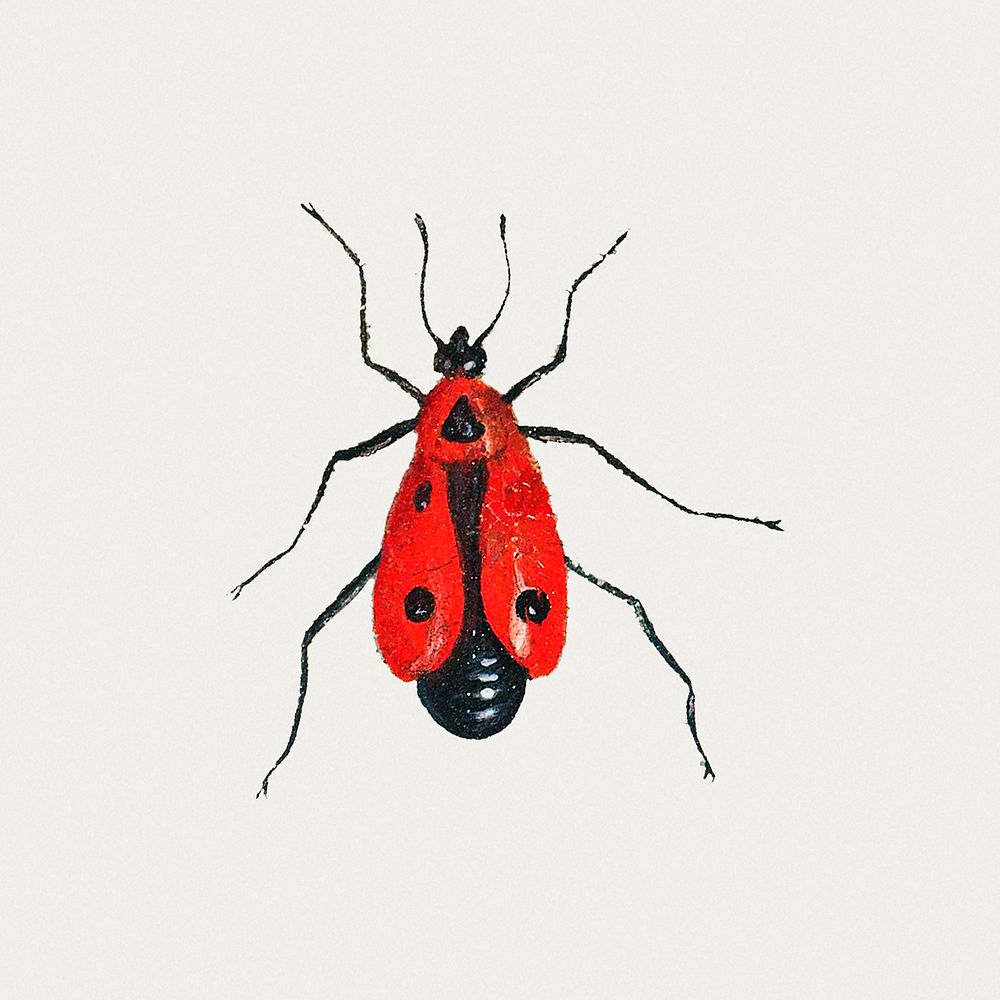 Vintage firebug illustration template
