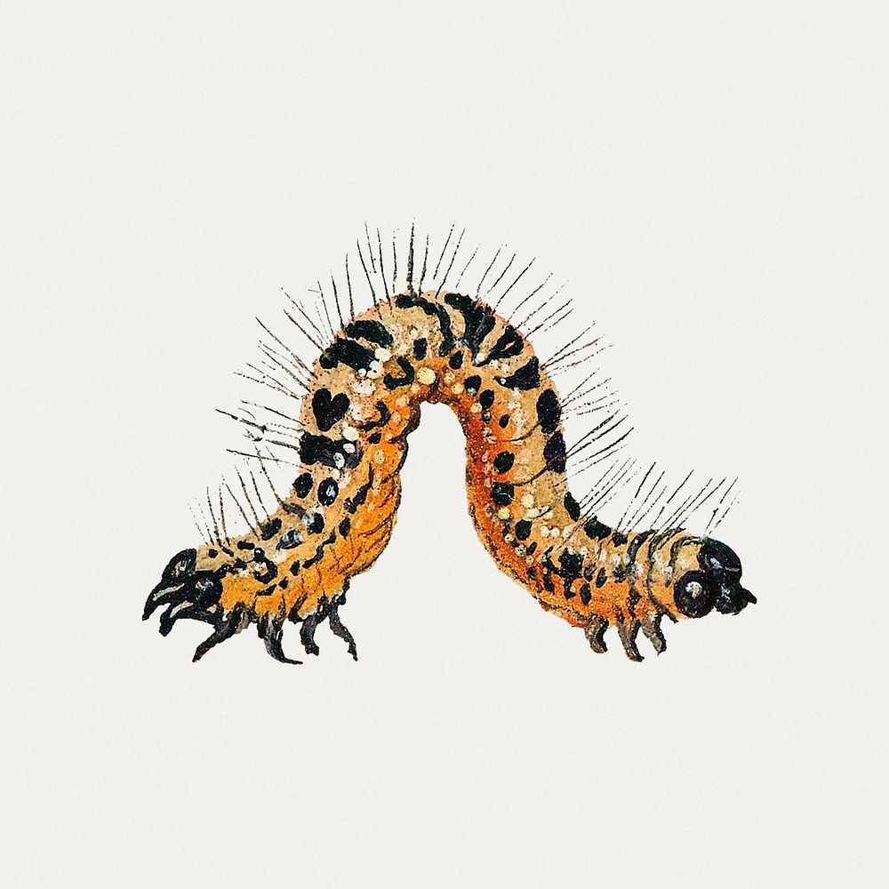 Caterpillar from Insects and Fruits (1660&ndash;1665) by Jan van Kessel. Original from The Rijksmuseum. Digitally enhanced…