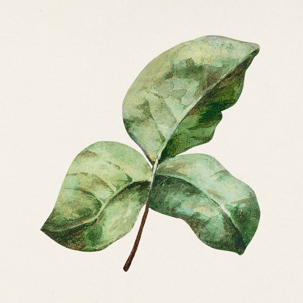 Vintage green leaves illustration template