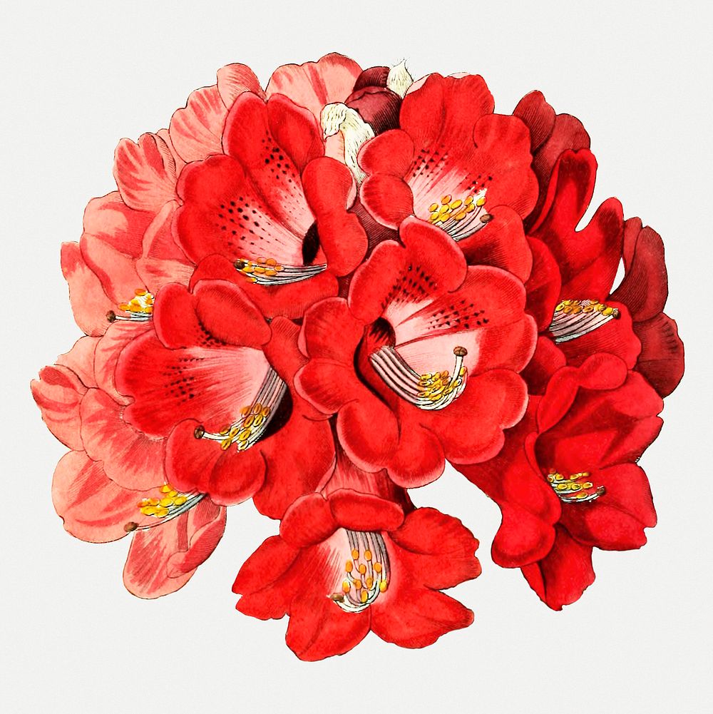 Rhododendron flower illustrated psd cut out