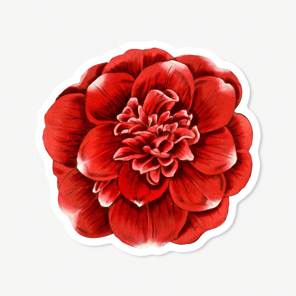 Camellia flower illustrated psd cut out sticker