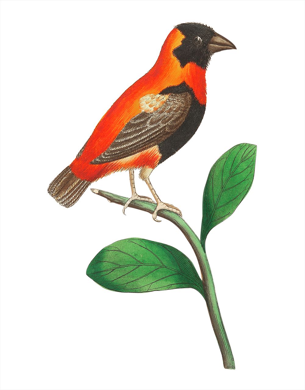 Grenadier grosbeak illustration from The Naturalist's Miscellany (1789-1813) by George Shaw (1751-1813)