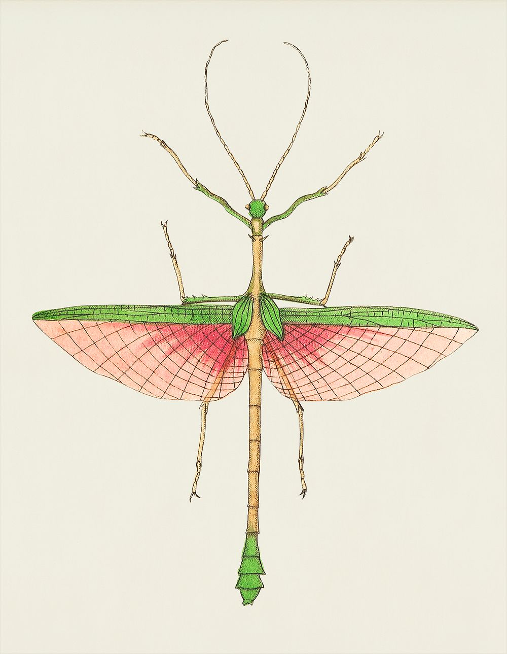 Two-spined mantis illustration from The Naturalist's Miscellany (1789-1813) by George Shaw (1751-1813)
