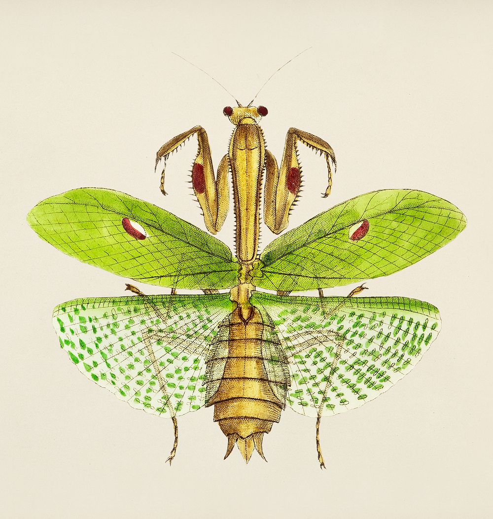 Sacred mantis or Idol mantis illustration from The Naturalist's Miscellany (1789-1813) by George Shaw (1751-1813)