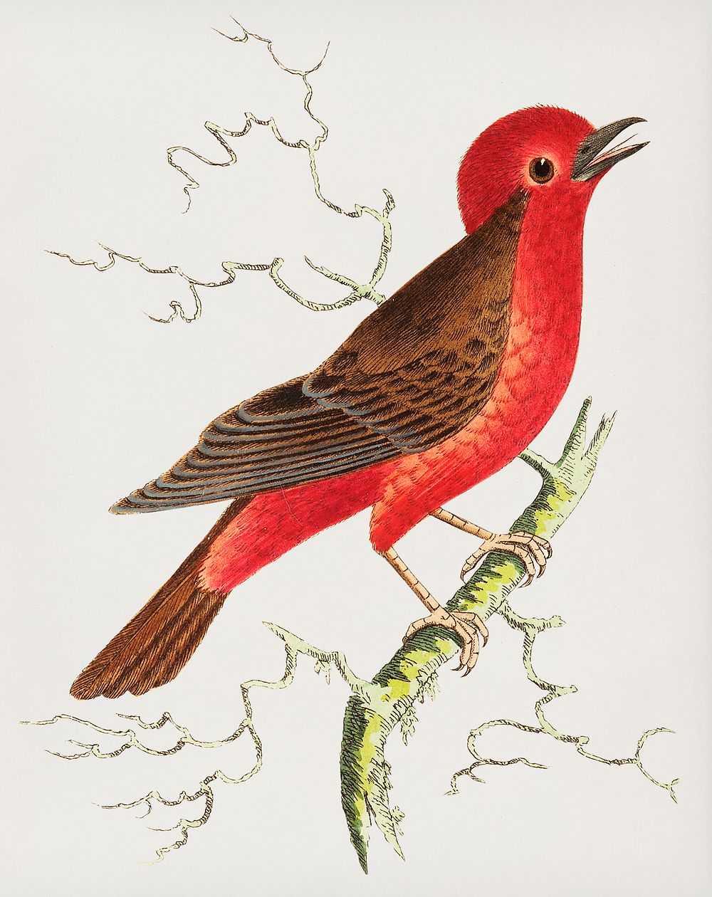 Vintage Illustration of Round-crested Flycatcher or Brown Flycatcher