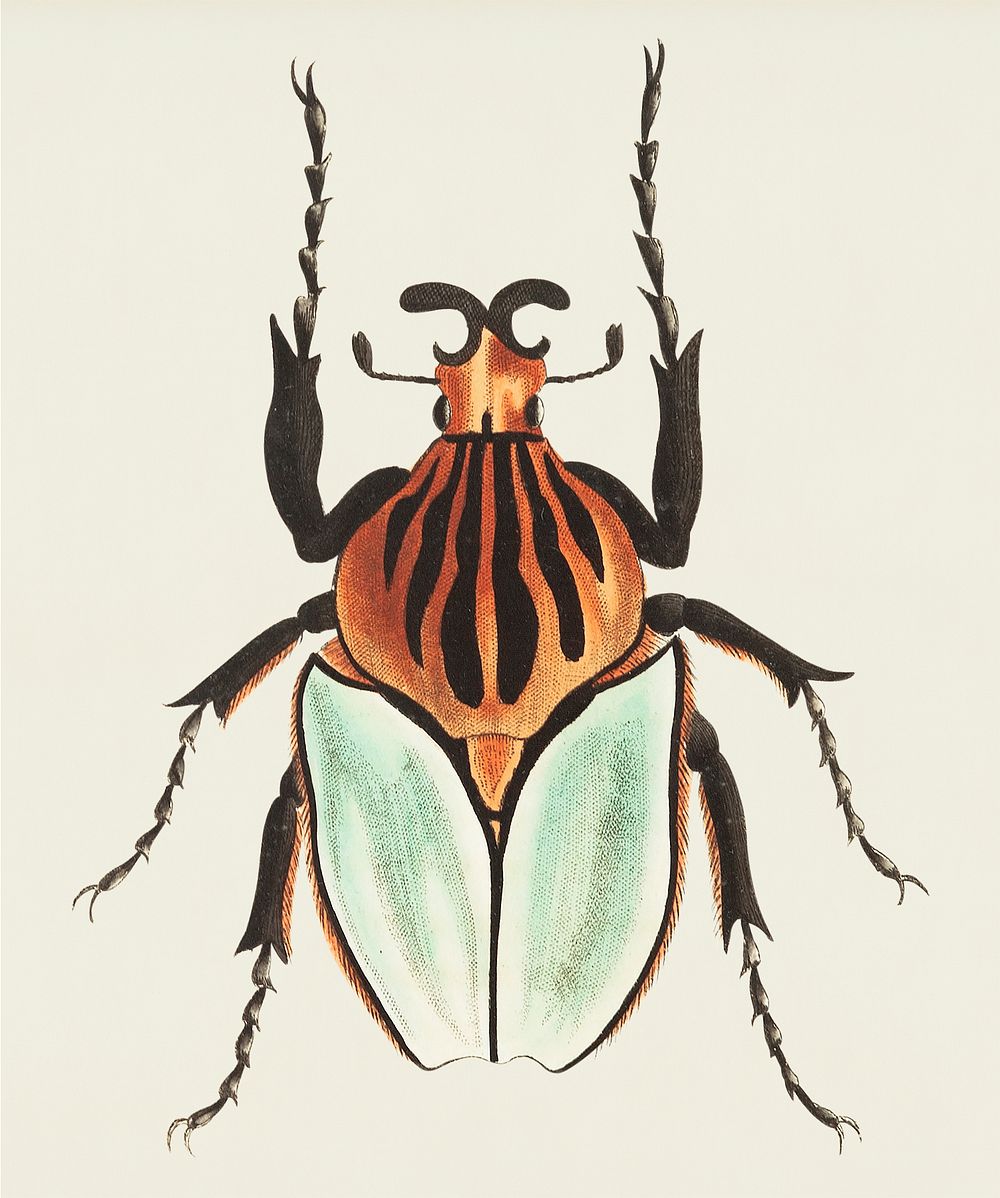 Cacique Beetle illustration from The Naturalist's Miscellany (1789-1813) by George Shaw (1751-1813)