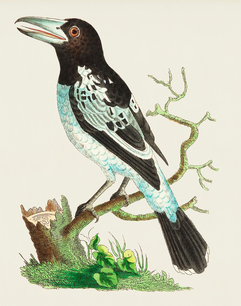 Pied Roller illustration from The Naturalist's Miscellany (1789-1813) by George Shaw (1751-1813)