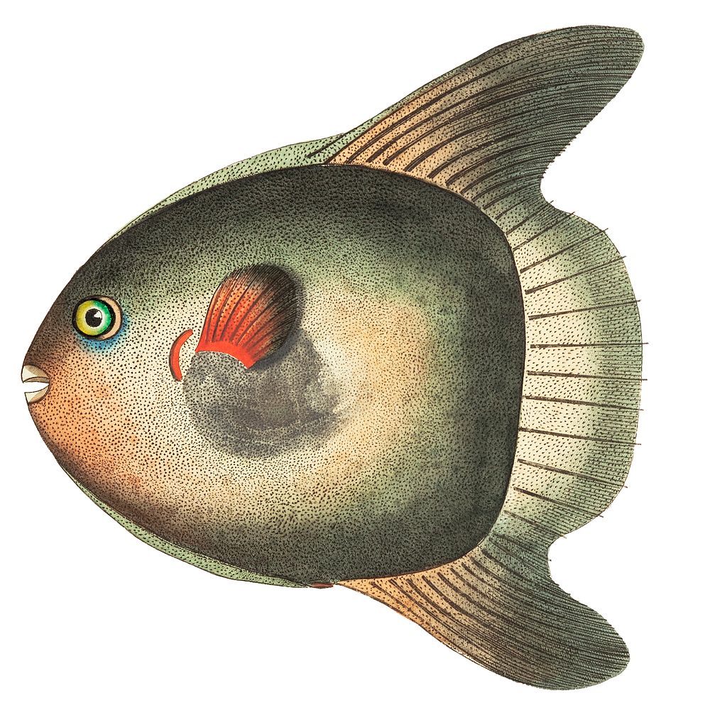 Short Sun-fish illustration from The Naturalist's Miscellany (1789-1813) by George Shaw (1751-1813)