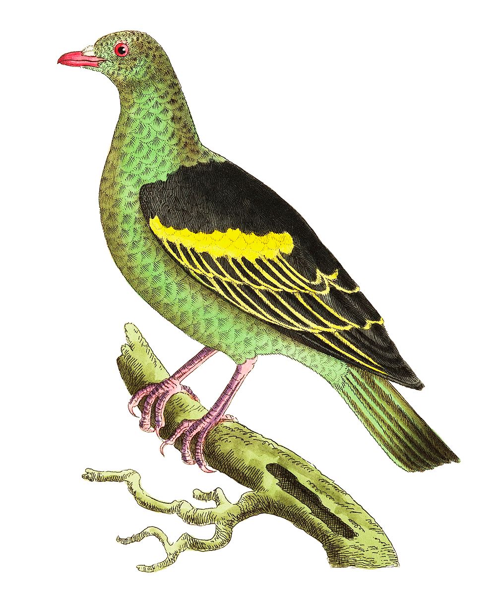 Aromatic Pigeon or Olive-green Pigeon illustration from The Naturalist's Miscellany (1789-1813) by George Shaw (1751-1813)