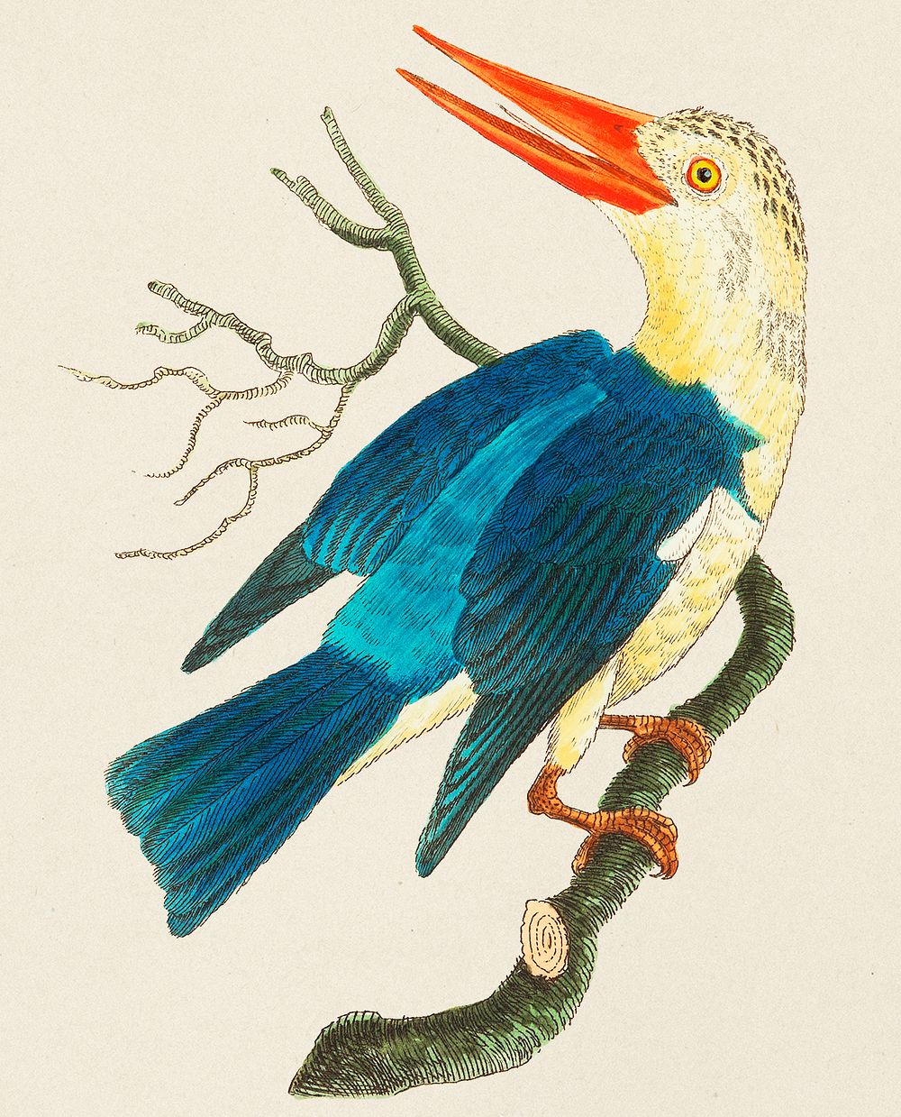 Vintage Illustration of White-headed Kingfisher or Blue-green Kingfisher