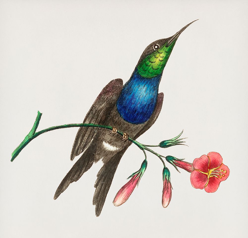 Furcated Hummingbird illustration from The Naturalist's Miscellany (1789-1813) by George Shaw (1751-1813)