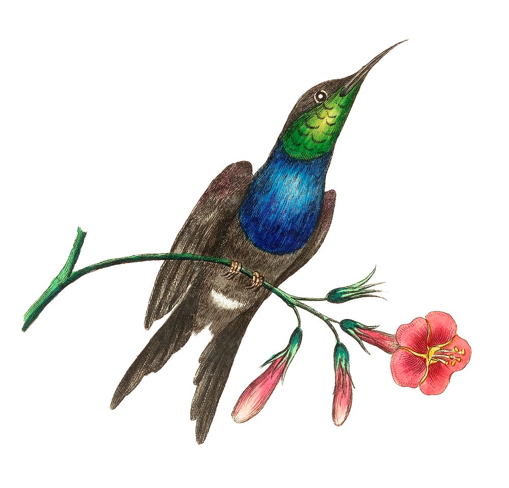Furcated Hummingbird illustration from The Naturalist's Miscellany (1789-1813) by George Shaw (1751-1813)