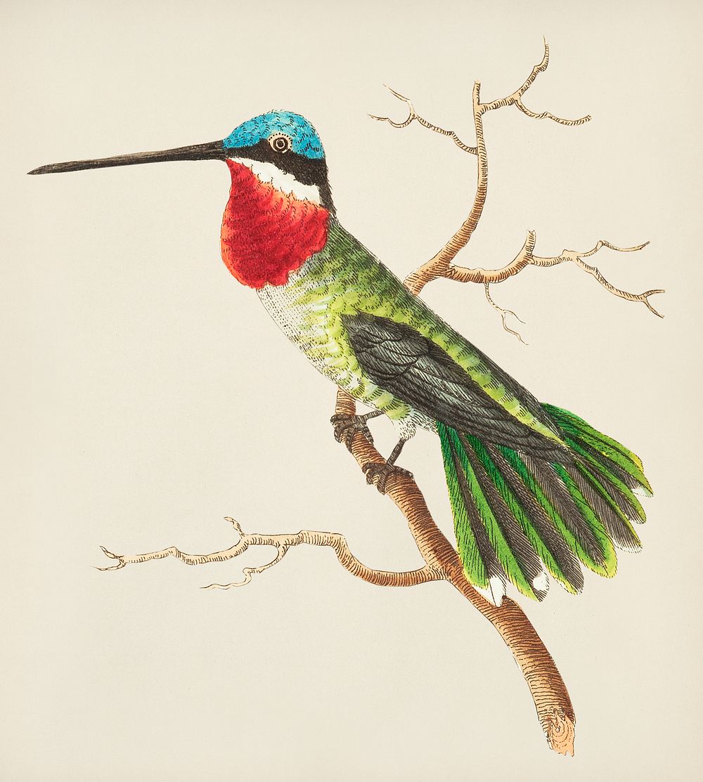 Vintage illustration of Stripe-cheeked hummingbird