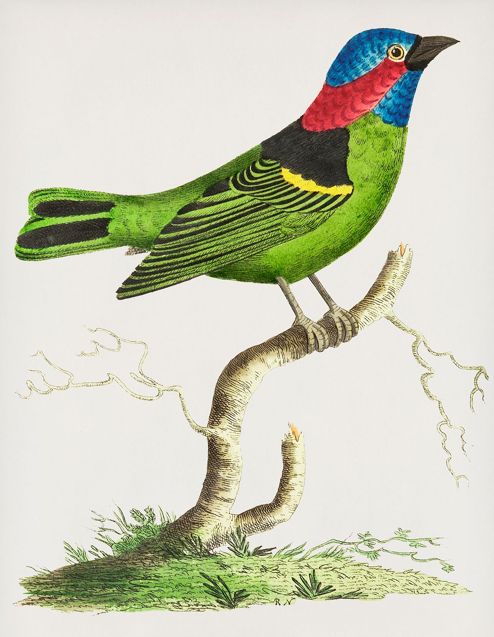 Vintage Illustration of Collared tanager or Green tanager