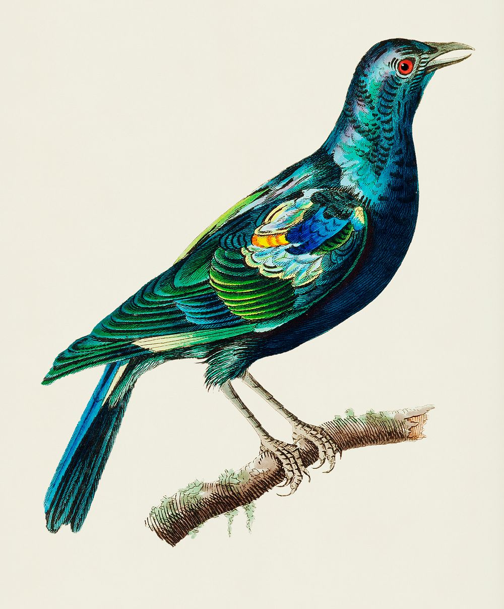 Shining Stare or Green Stare illustration from The Naturalist's Miscellany (1789-1813) by George Shaw (1751-1813)